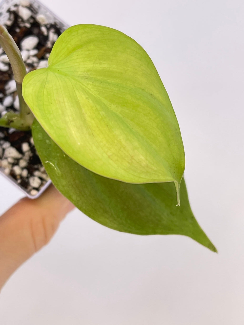 Philodendron camposportoanum (Can acclimate to house conditions)