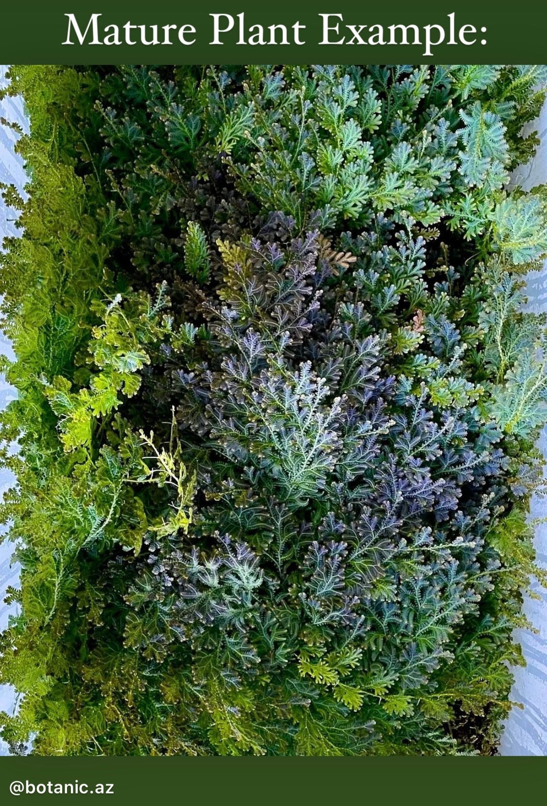 CUTTING Selaginella uncinata