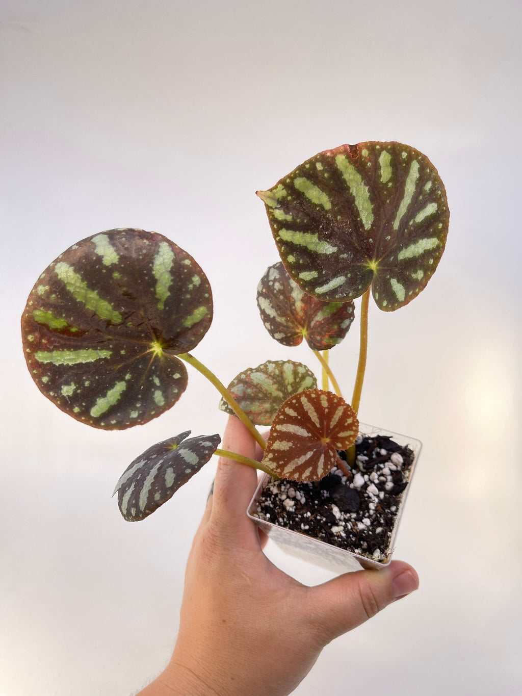 Begonia sp. balansana