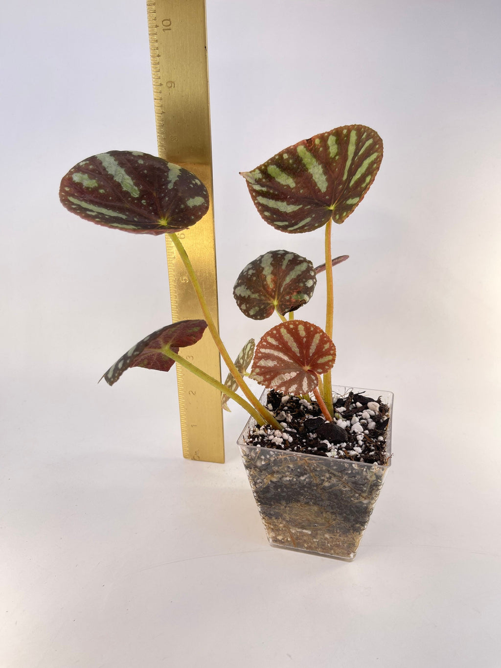 Begonia sp. balansana