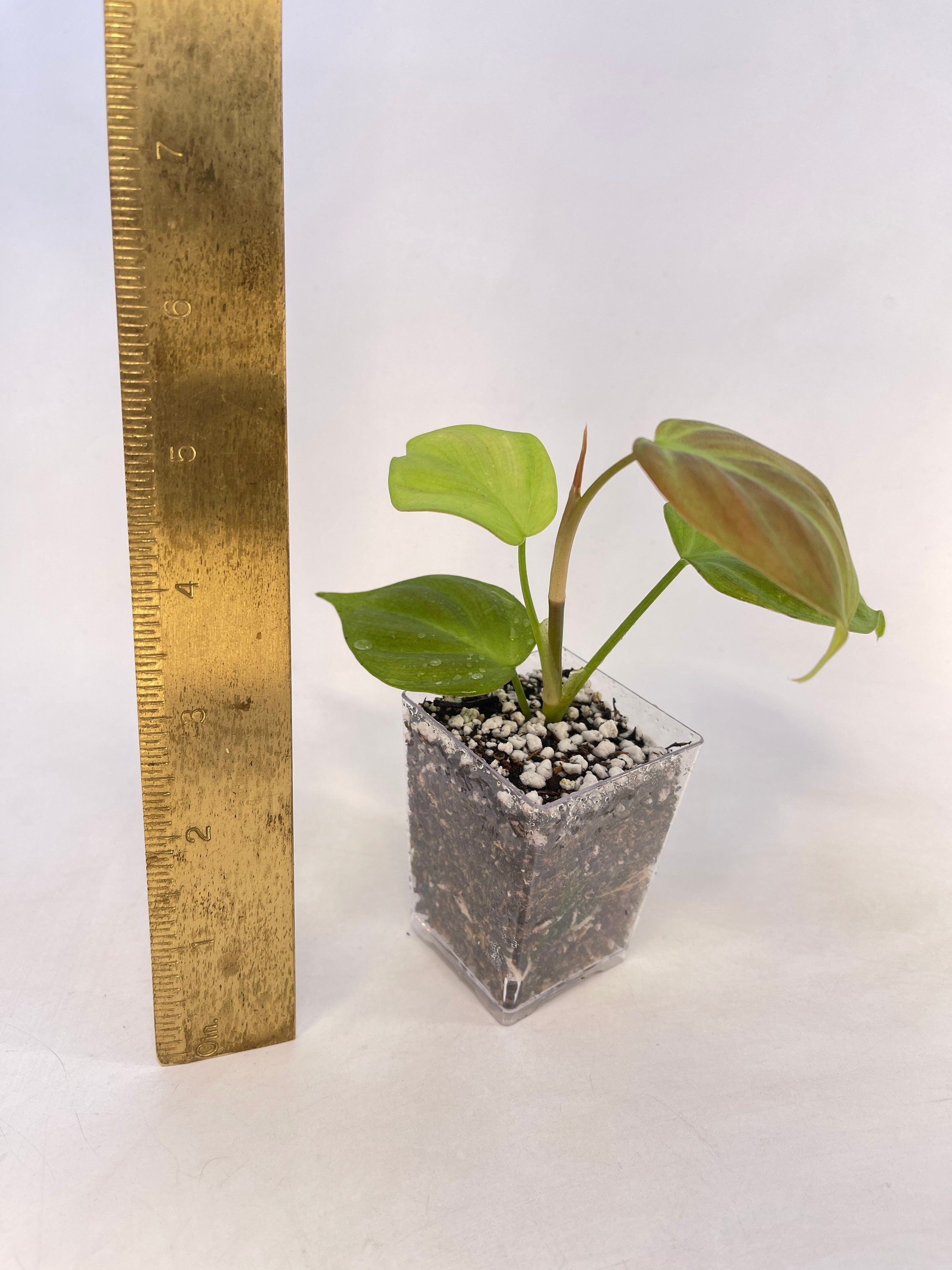 Philodendron camposportoanum (Can acclimate to house conditions)