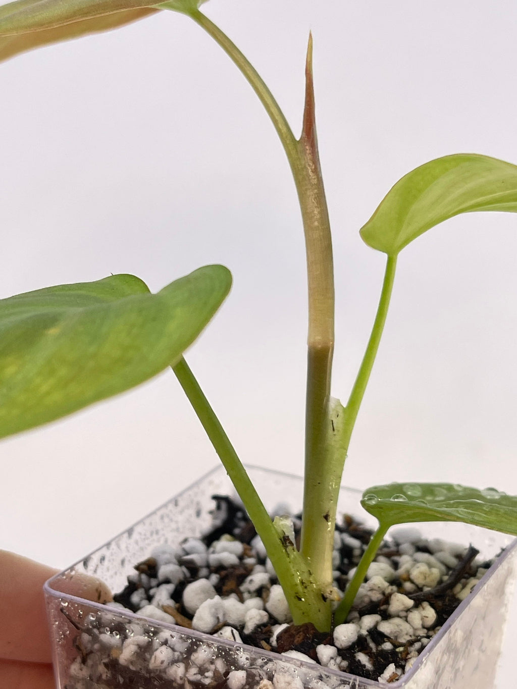 Philodendron camposportoanum (Can acclimate to house conditions)