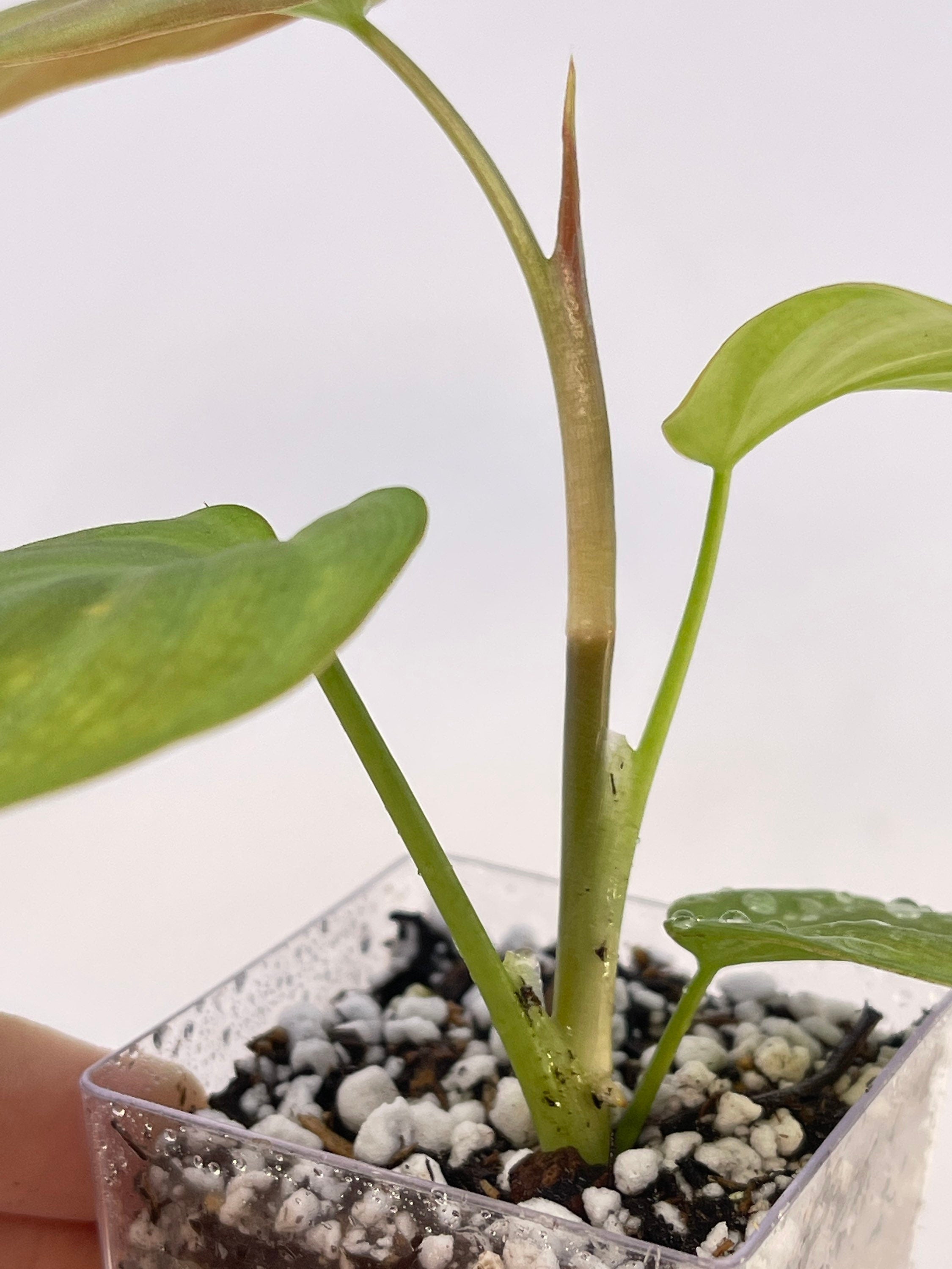 Philodendron camposportoanum (Can acclimate to house conditions)