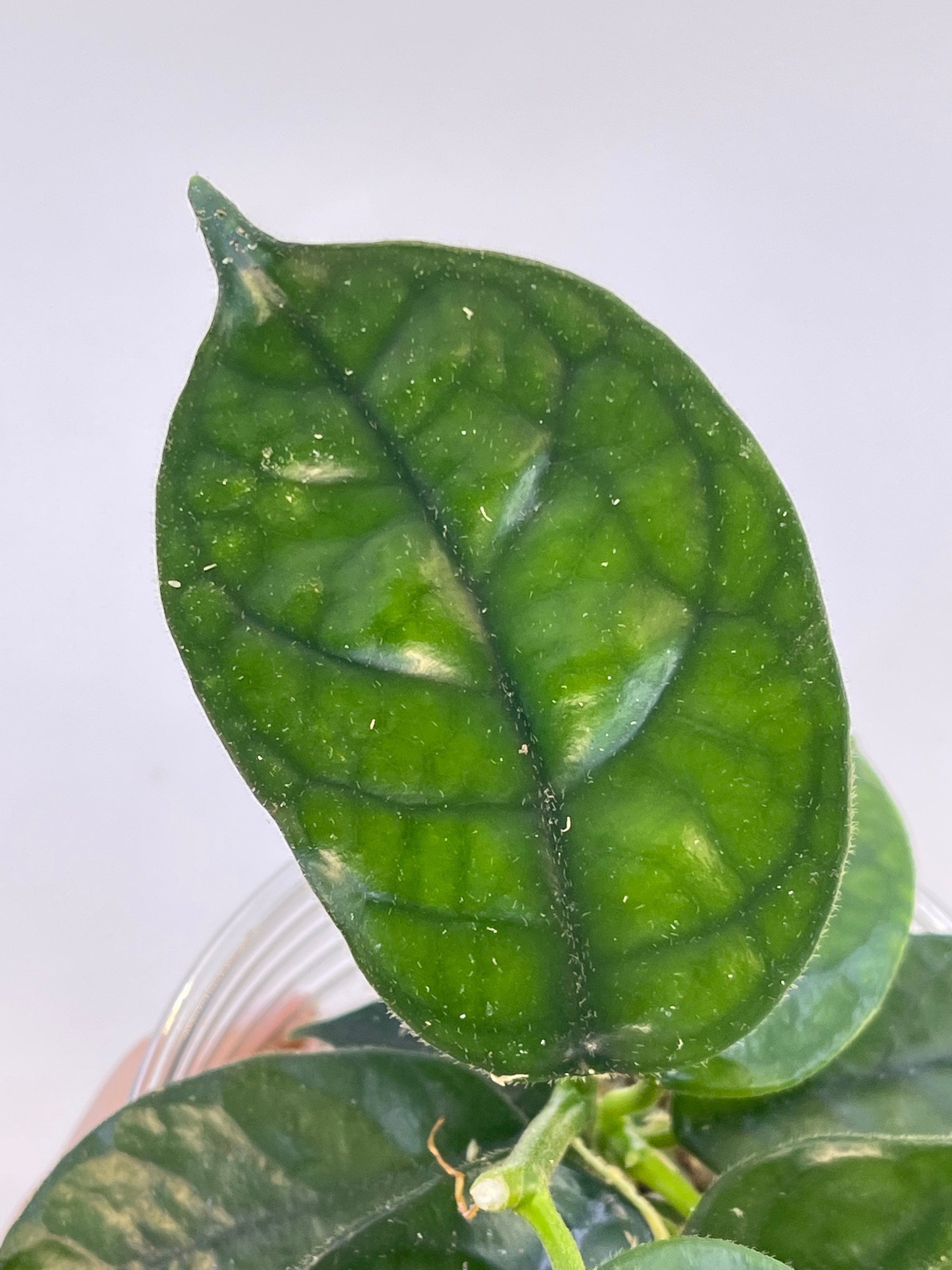 Hoya aff. villosa Caó Dang Vietnam