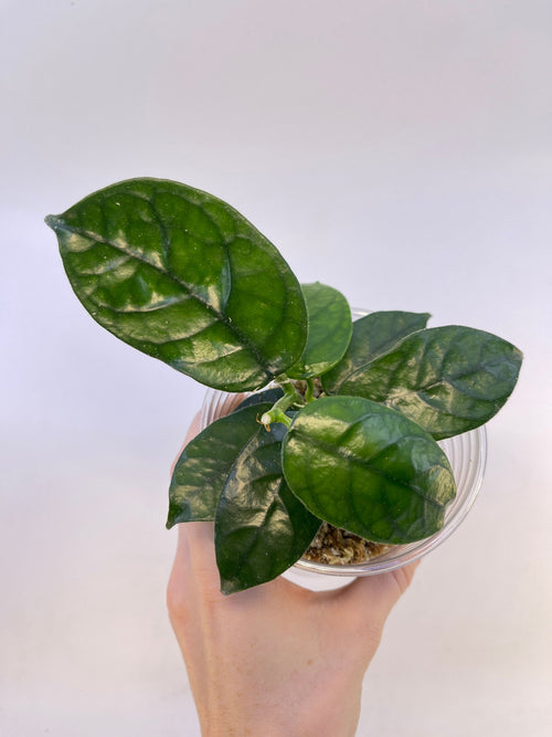 Hoya aff. villosa Caó Dang Vietnam