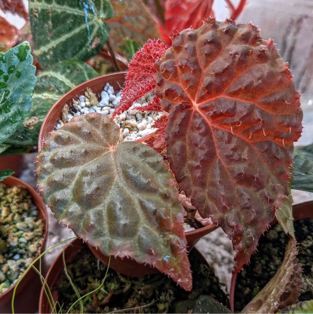 Begonia ‘Ruby Dragon’