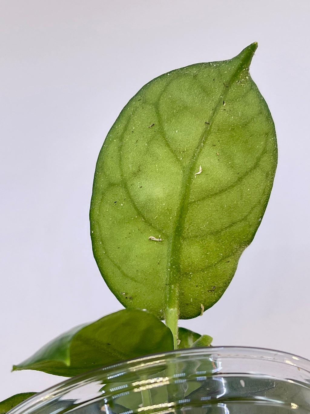 Hoya aff. villosa Caó Dang Vietnam