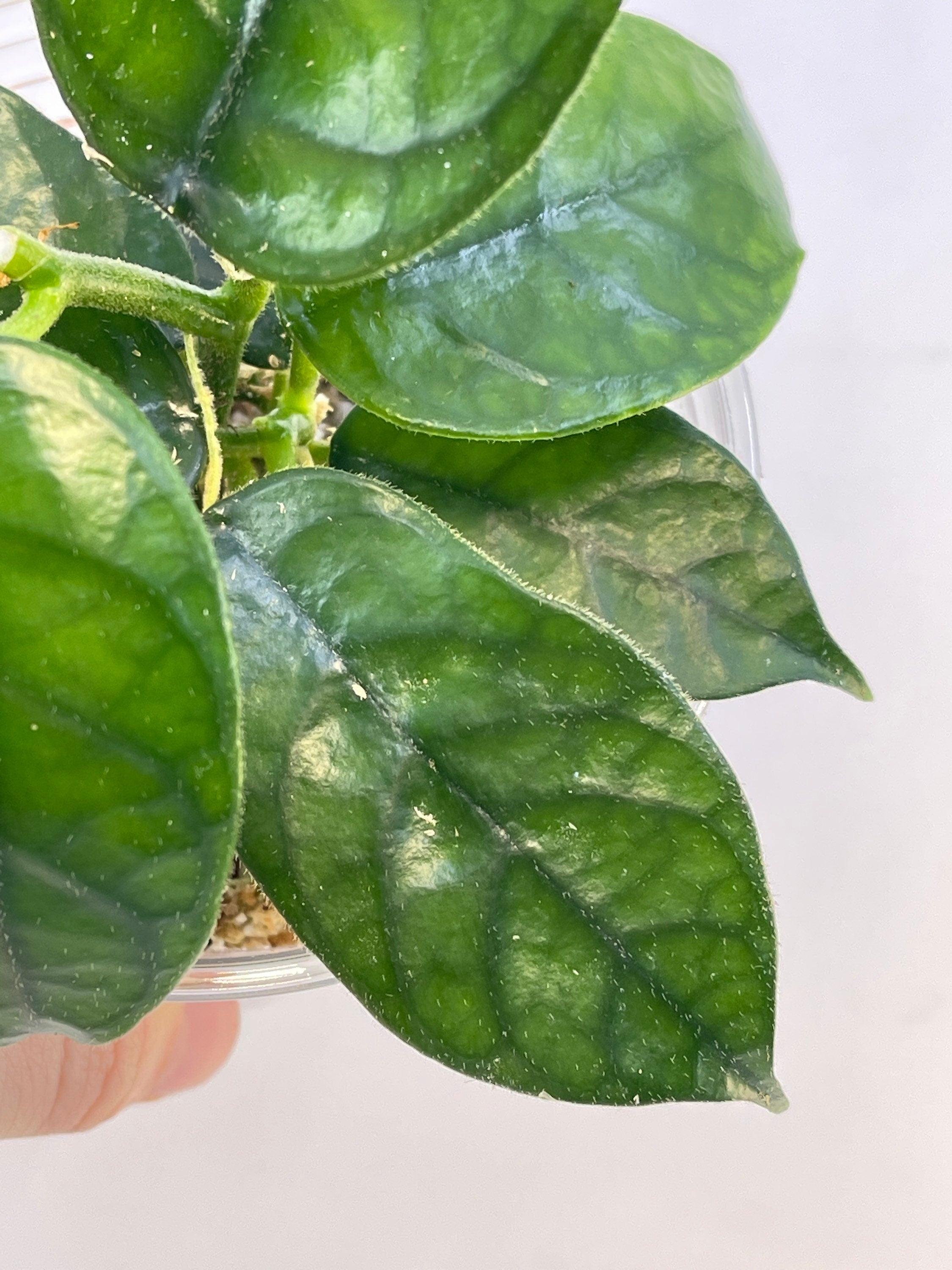 Hoya aff. villosa Caó Dang Vietnam