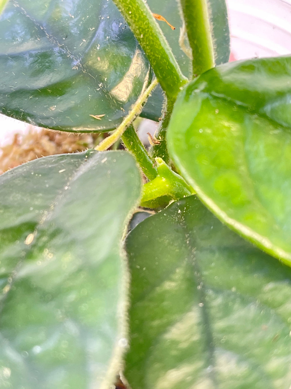 Hoya aff. villosa Caó Dang Vietnam