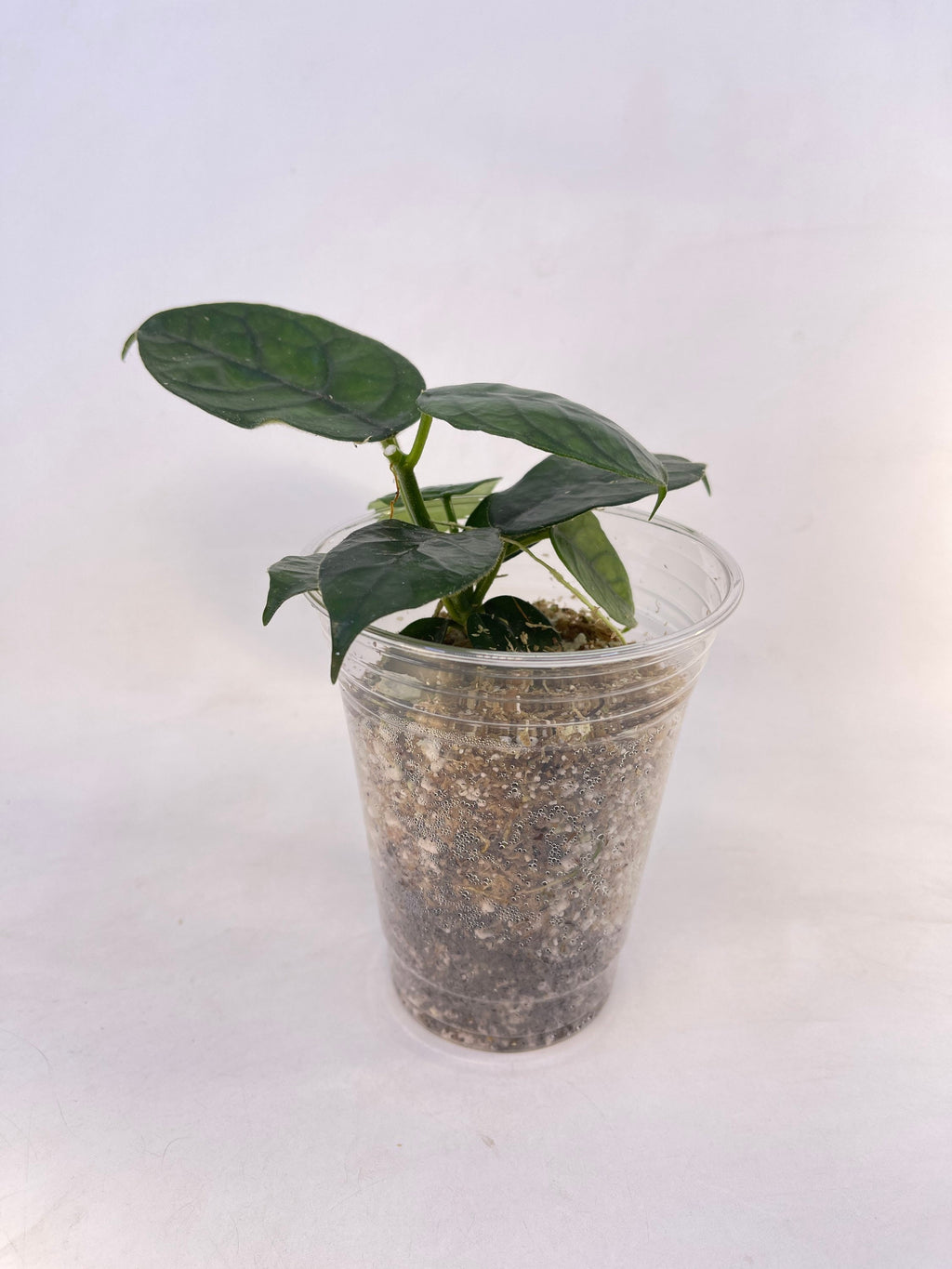 Hoya aff. villosa Caó Dang Vietnam