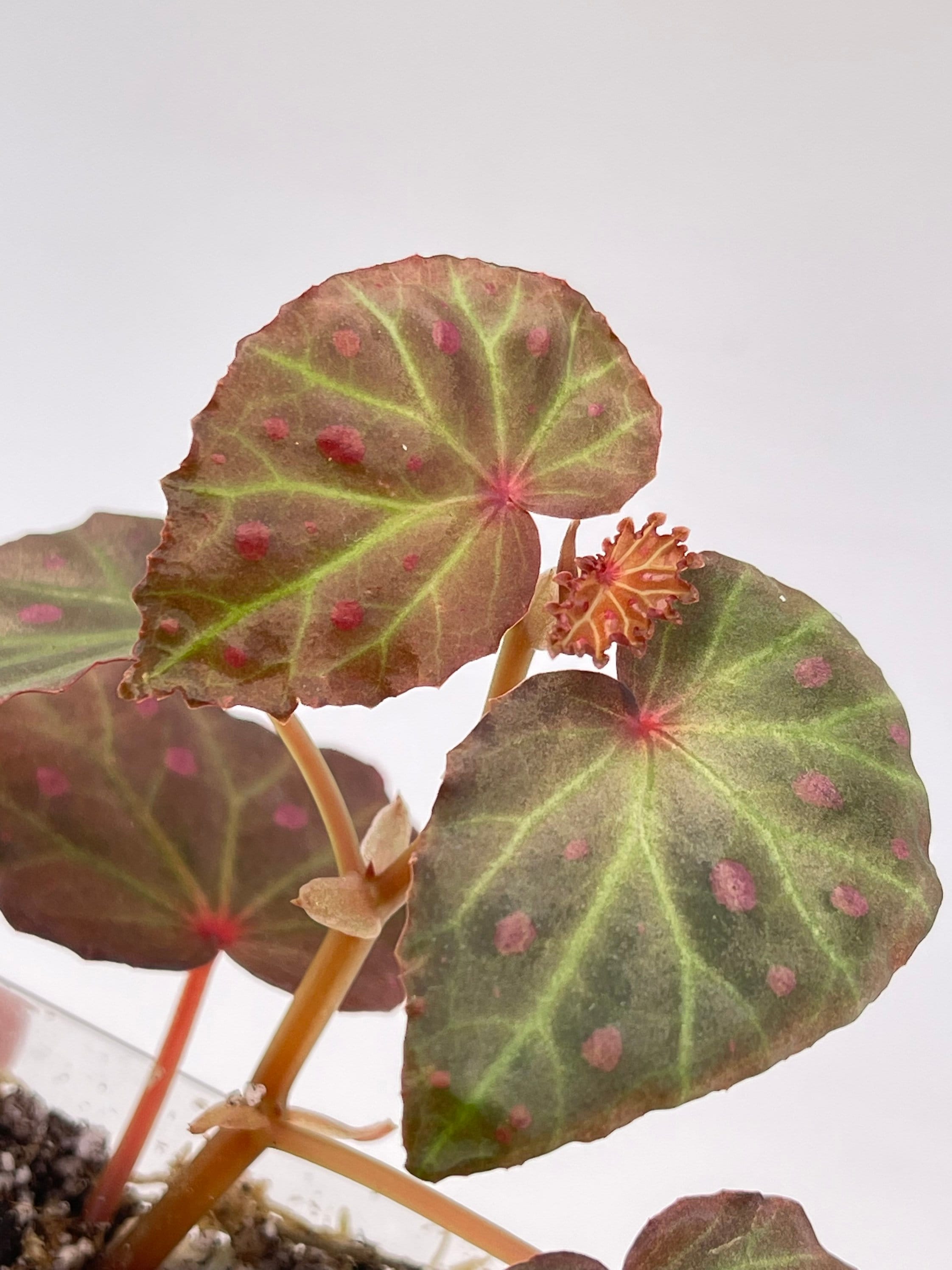 Begonia Botanicaz 16