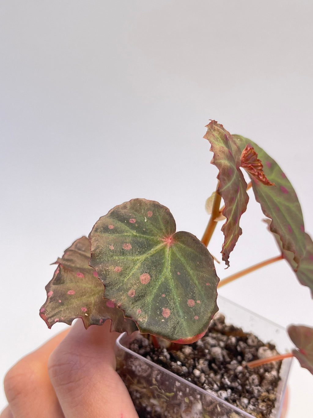 Begonia Botanicaz 16