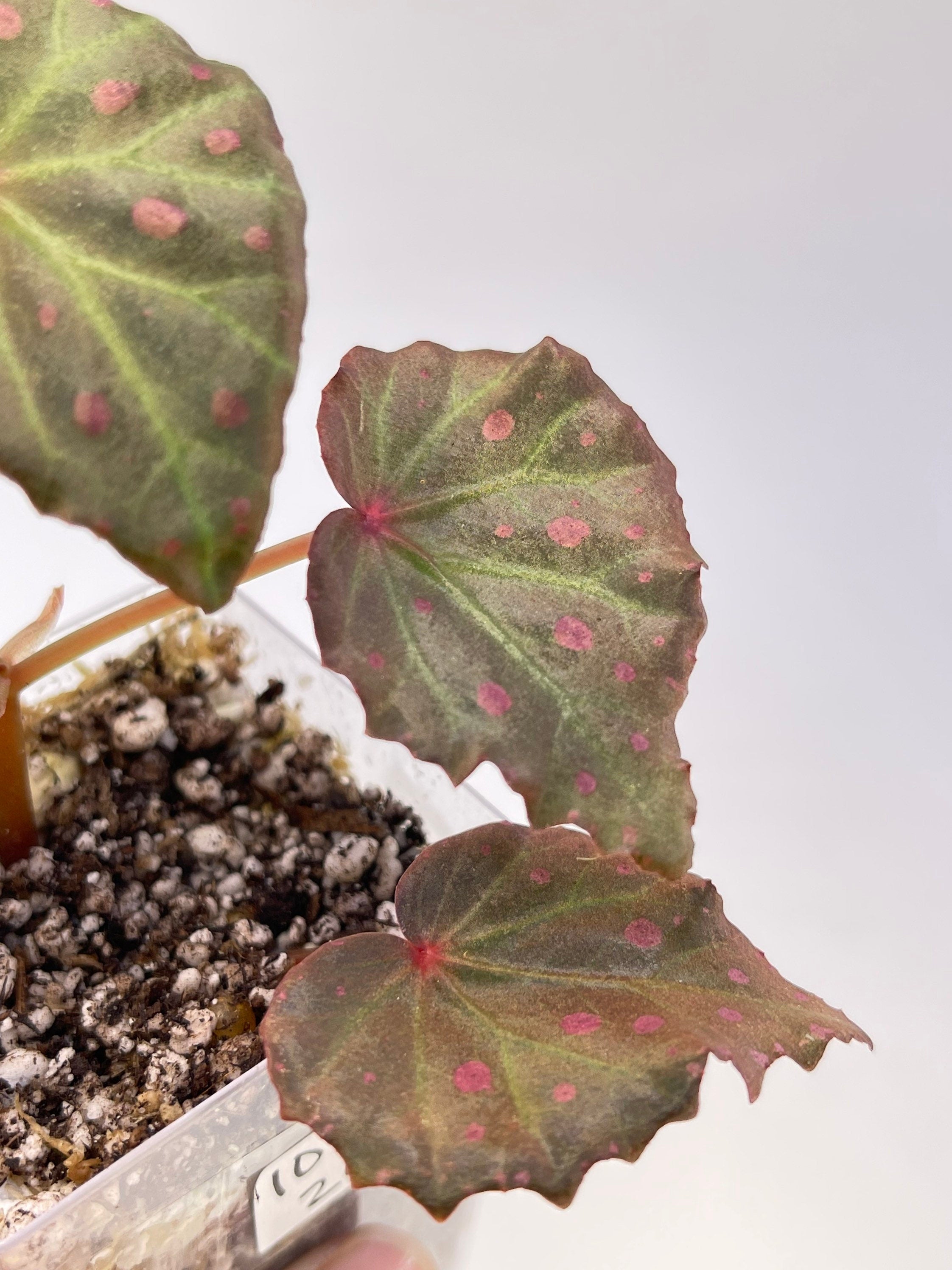 Begonia Botanicaz 16