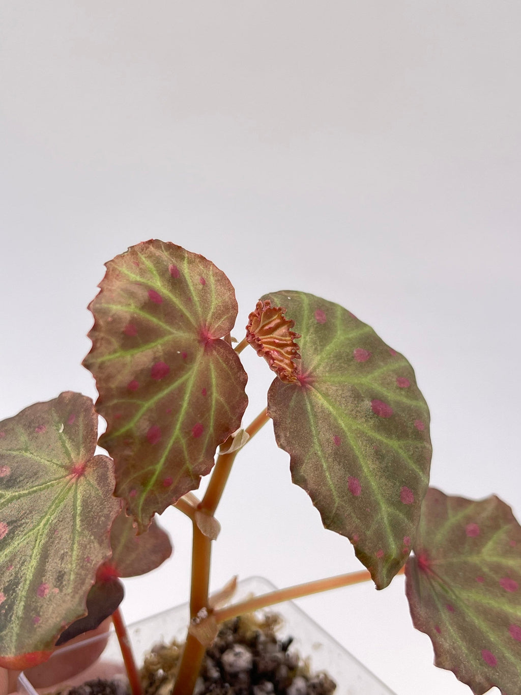 READY SOON Begonia Botanicaz 16