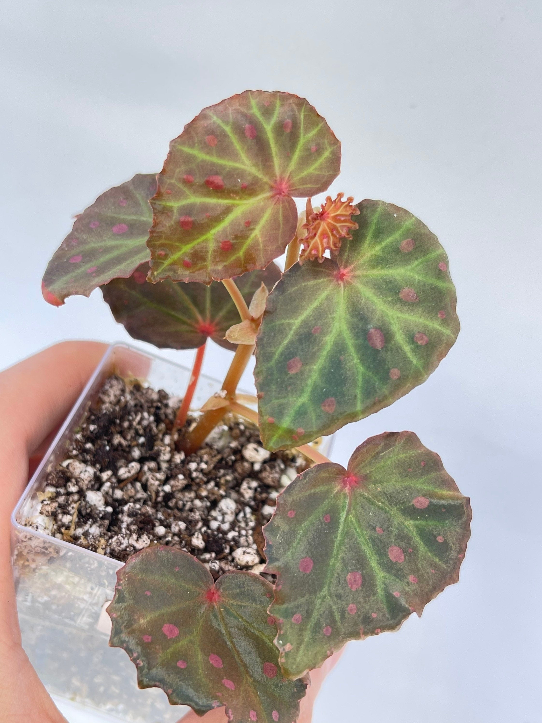 Begonia Botanicaz 16