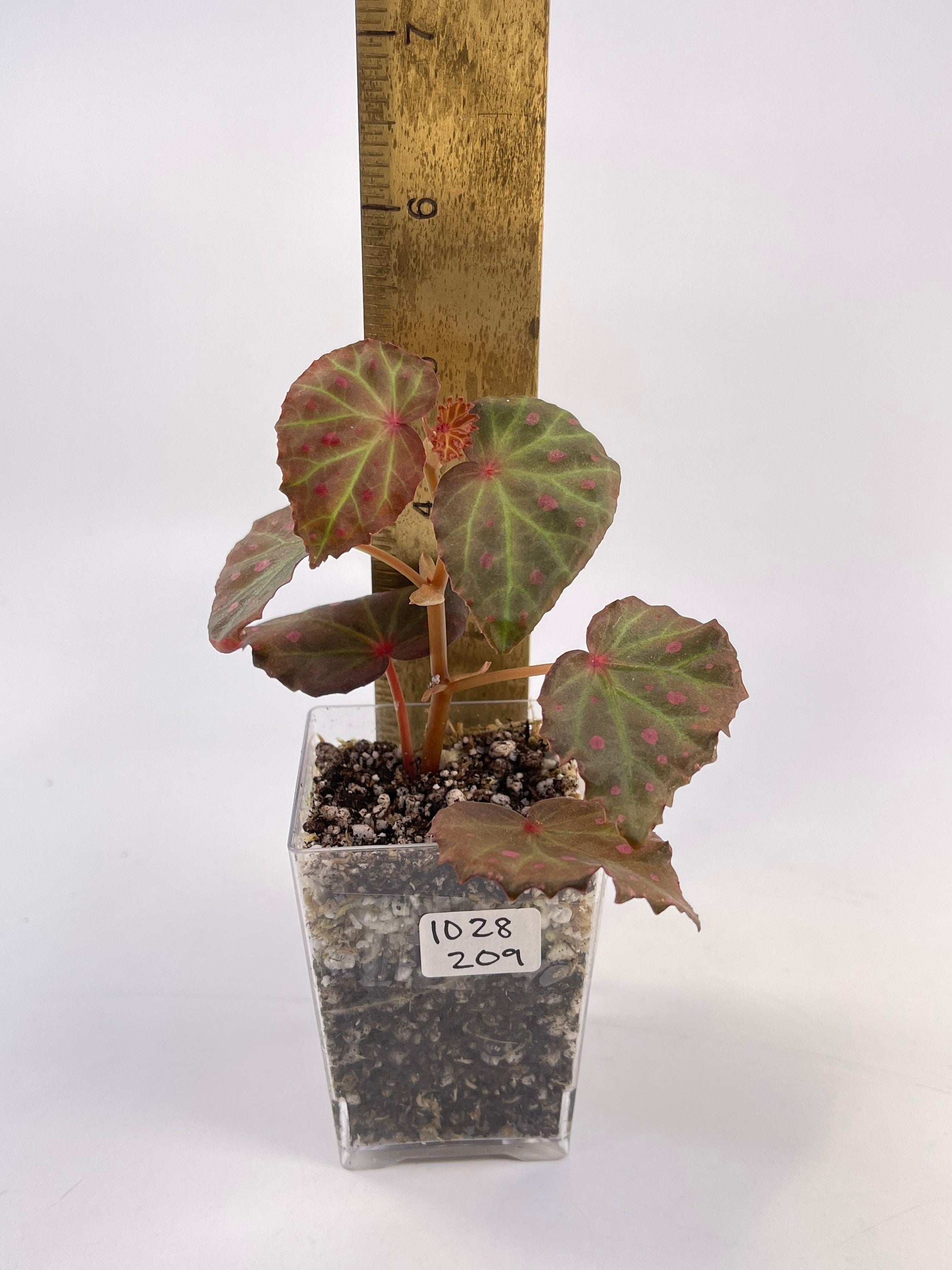Begonia Botanicaz 16