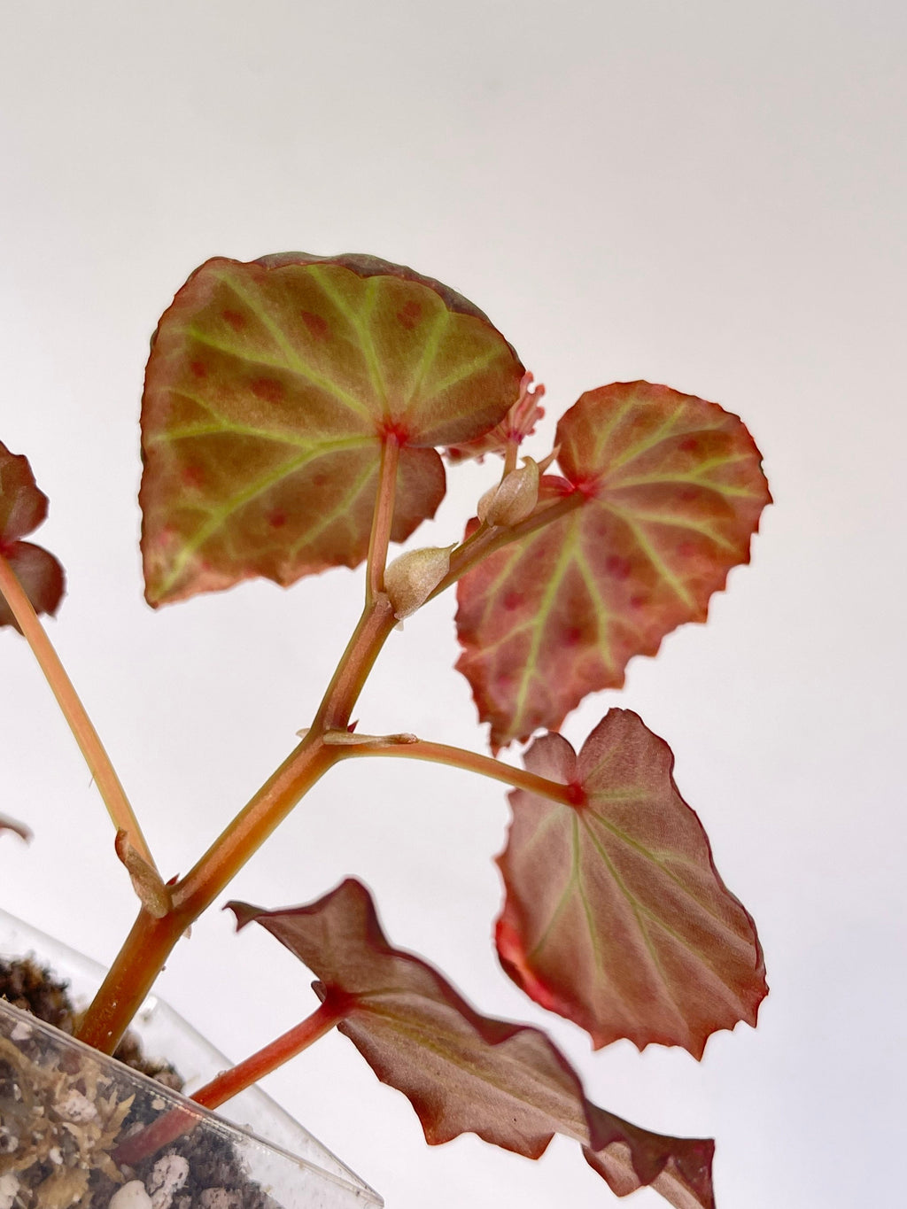 Begonia Botanicaz 16