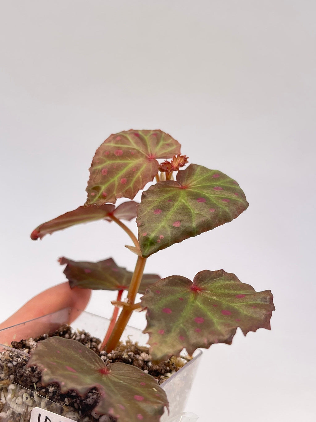 READY SOON Begonia Botanicaz 16