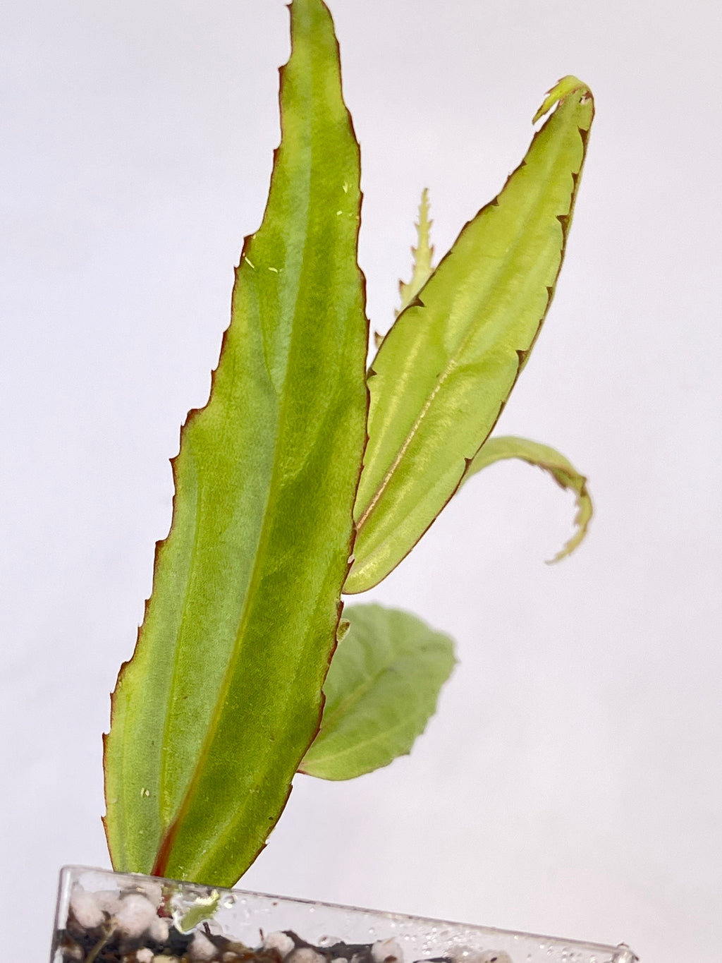 Begonia sp. xiphophylla