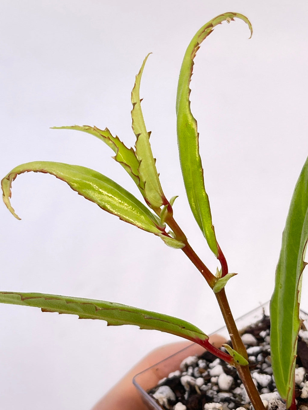 Begonia sp. xiphophylla