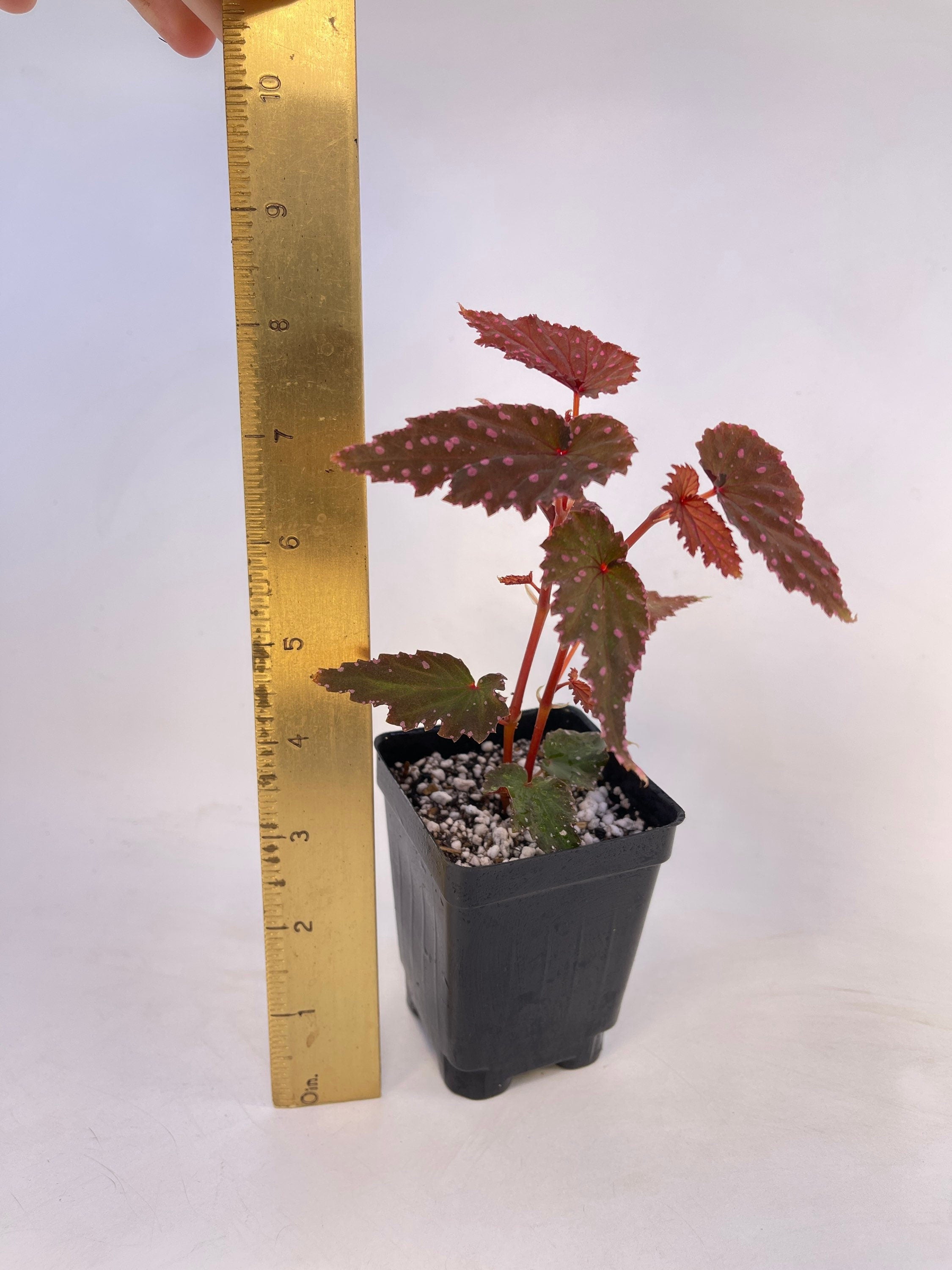 Begonia sp. gracilicyma