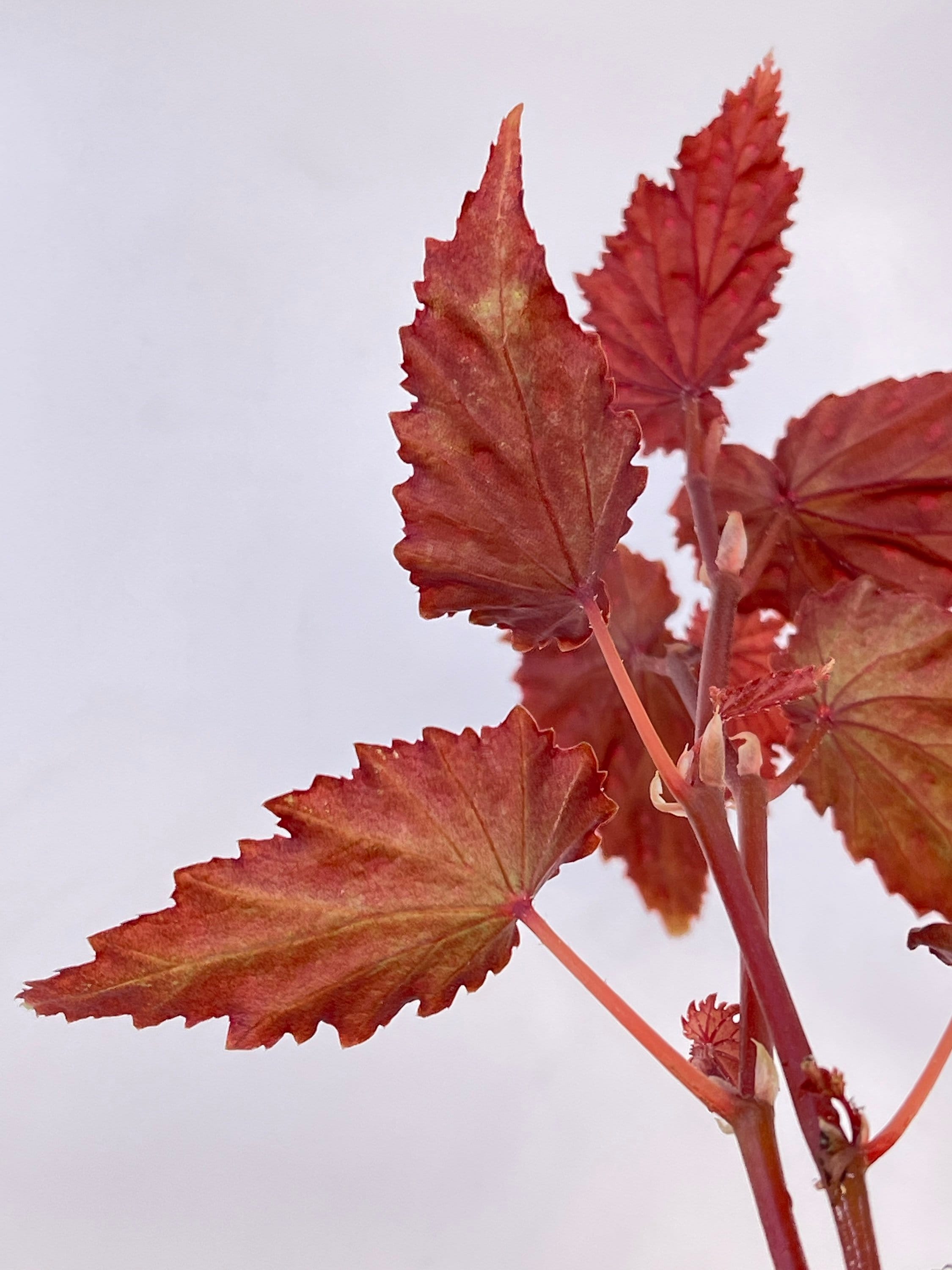 Begonia sp. gracilicyma