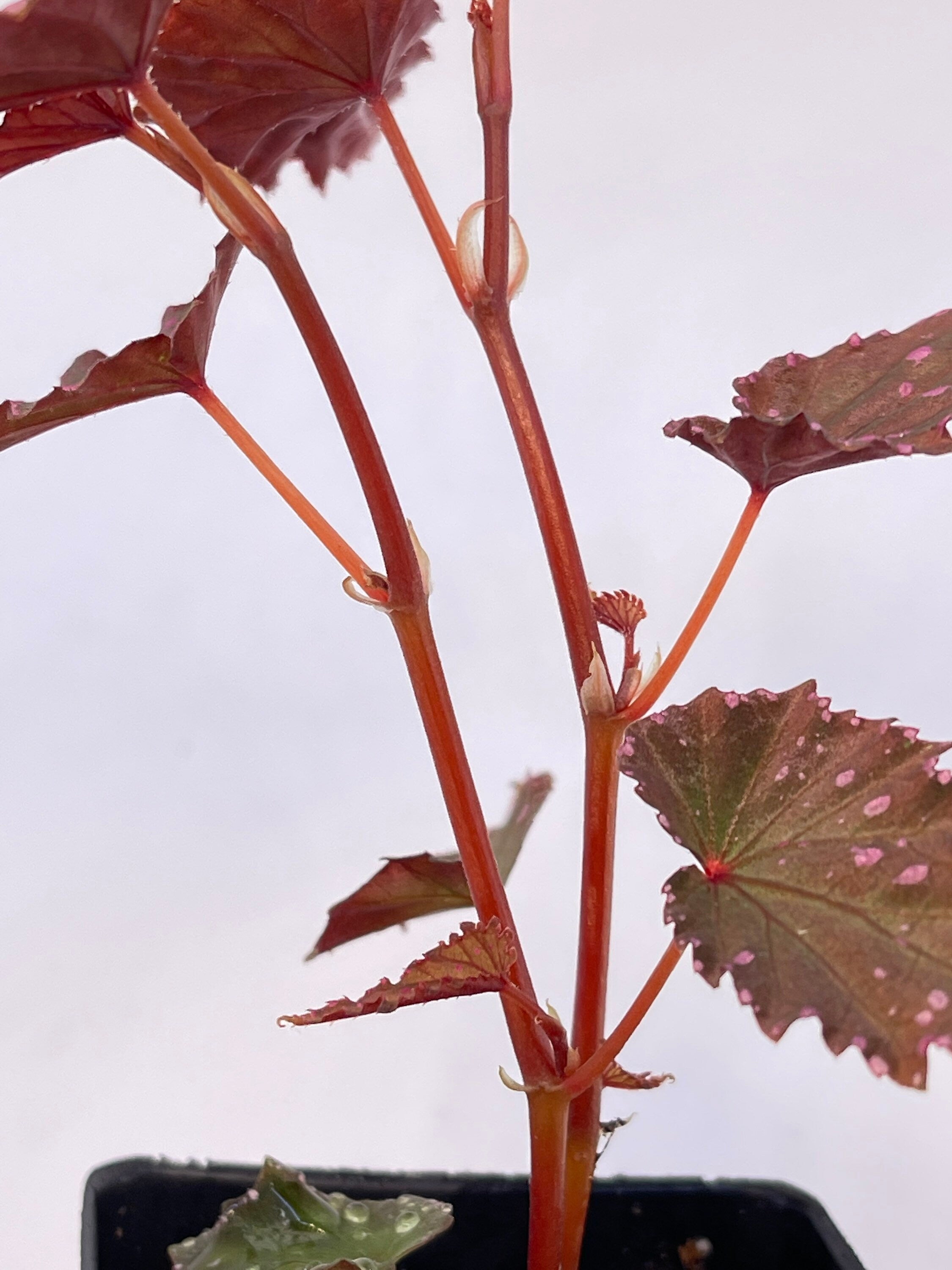 READY SOON Begonia sp. gracilicyma