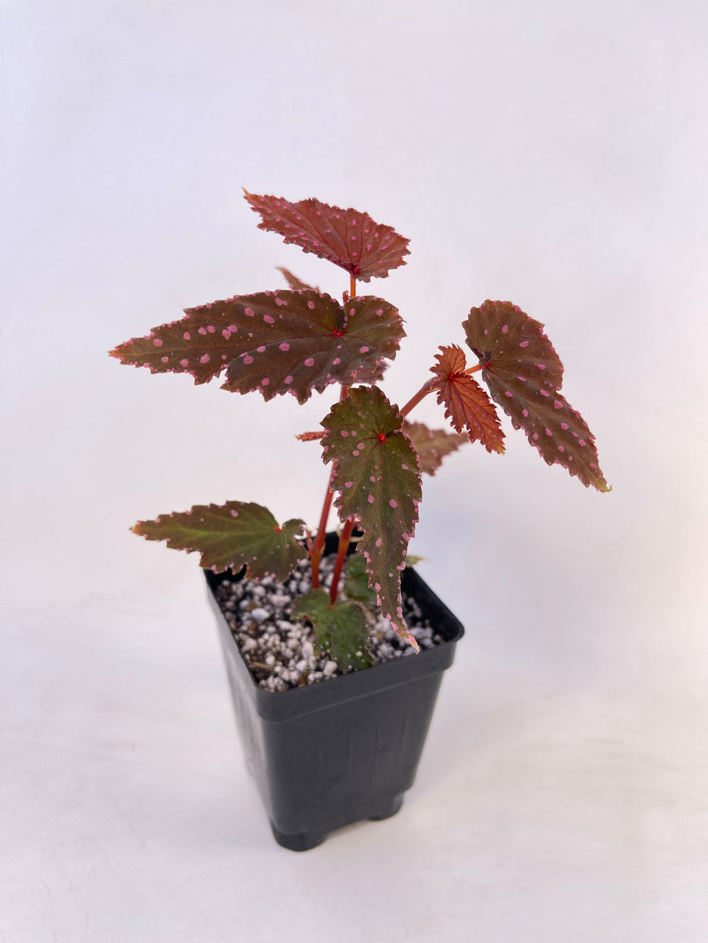 READY SOON Begonia sp. gracilicyma