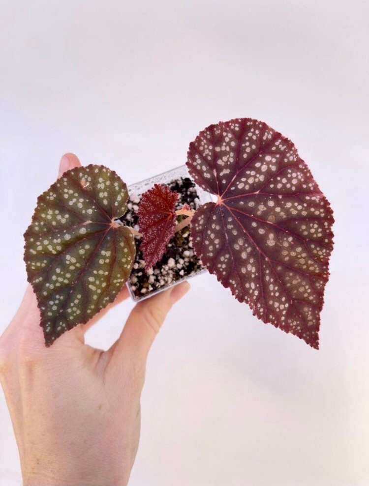 Begonia Botanicaz 45 V.2 (Can acclimate to house conditions)