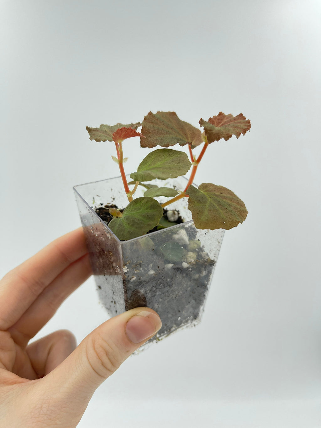 Begonia Botanicaz 40 V.1