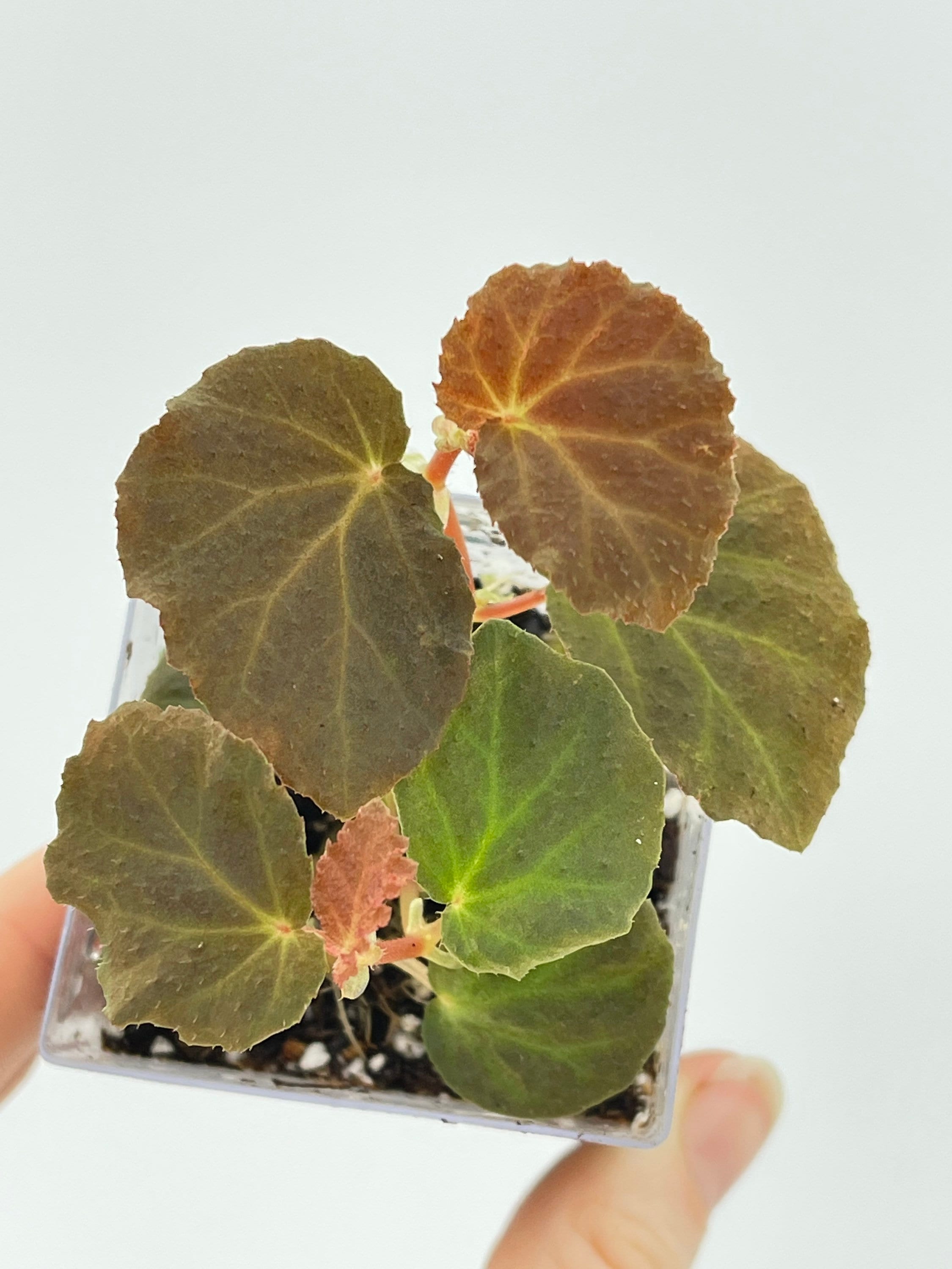 Begonia Botanicaz 40 V.1