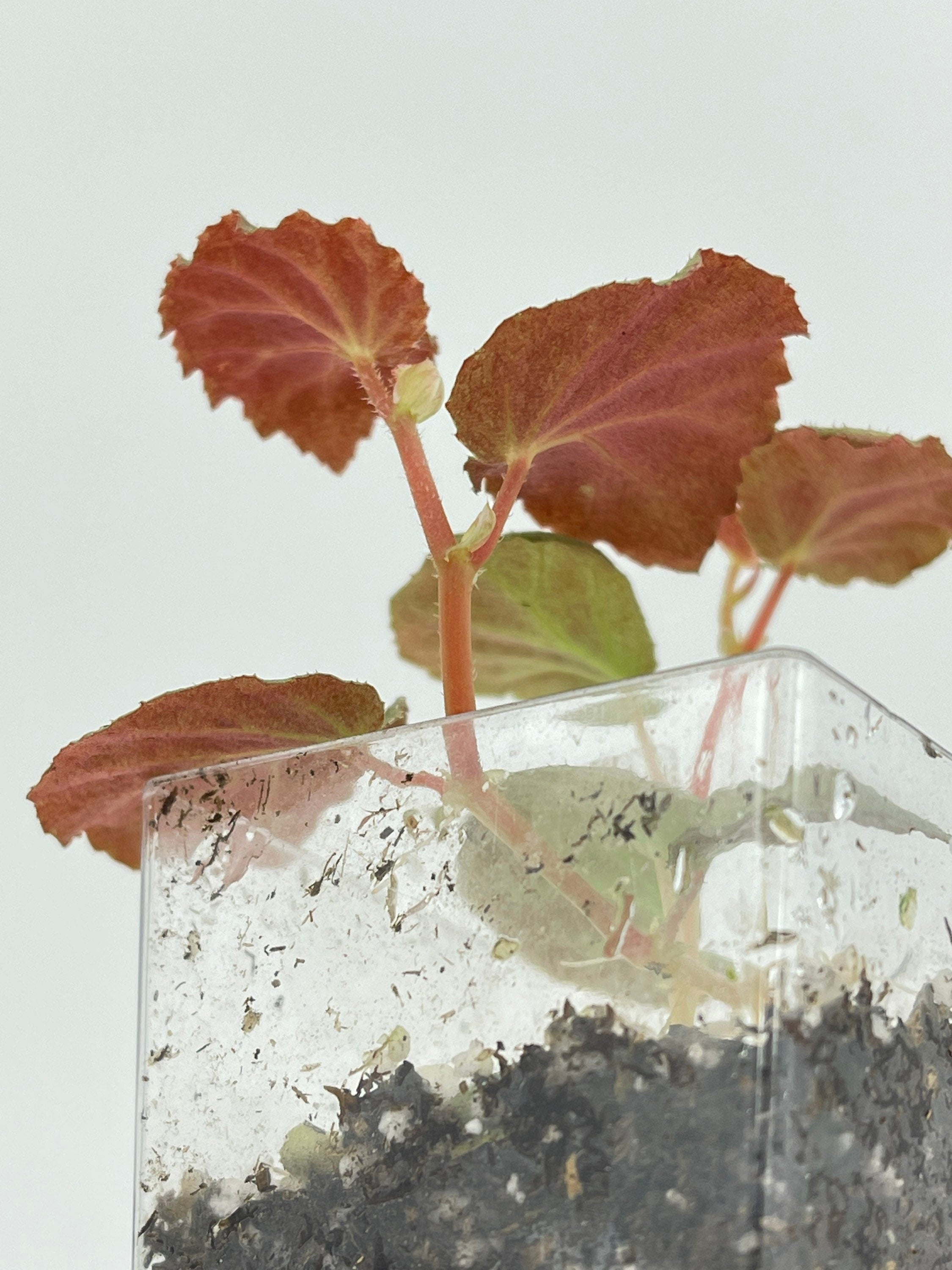 Begonia Botanicaz 40 V.1