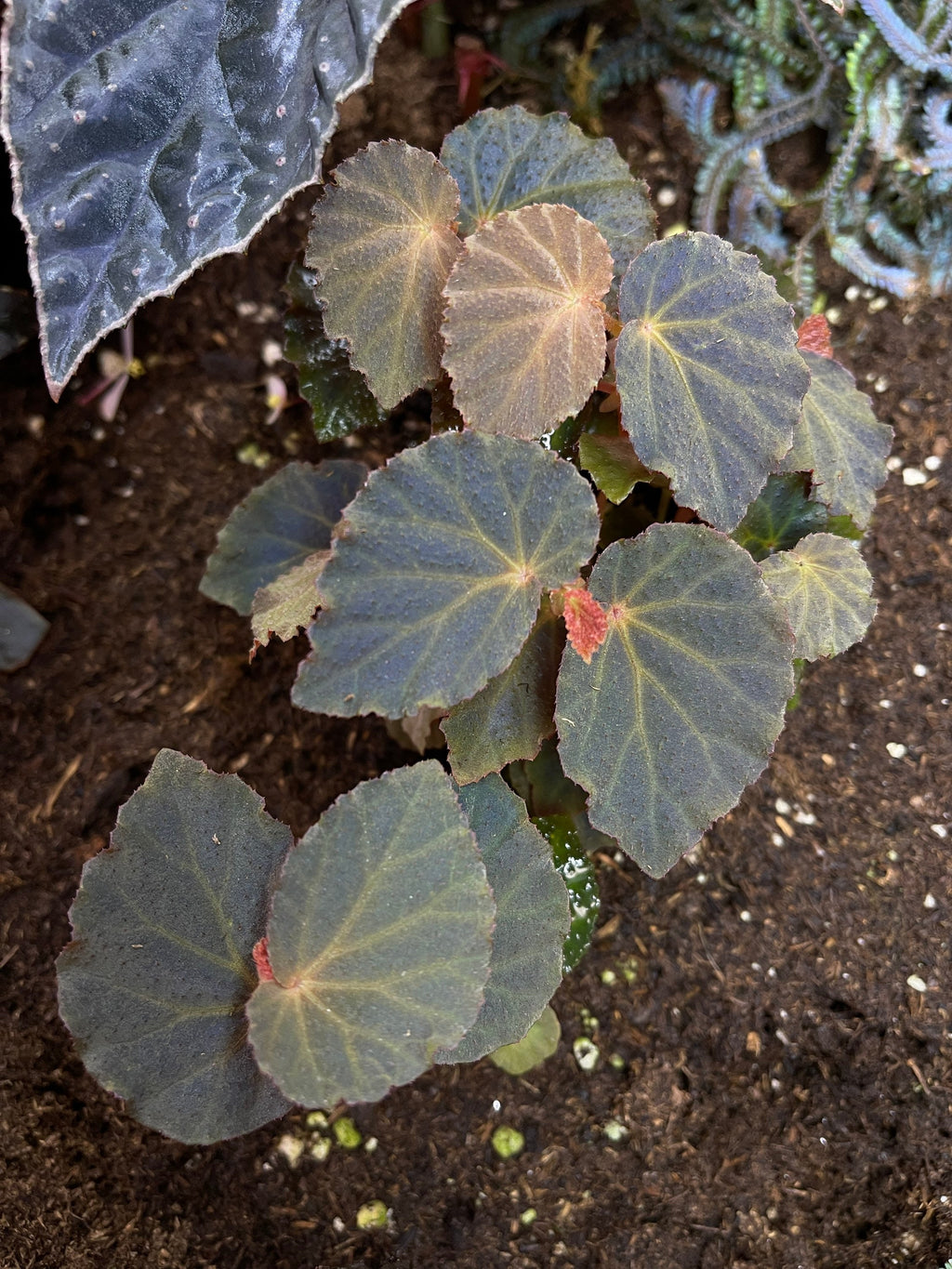 Begonia Botanicaz 40 V.1