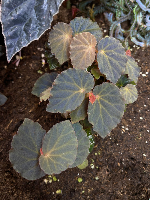 Begonia Botanicaz 40 V.1