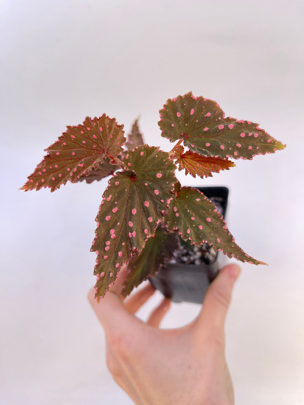 Begonia sp. gracilicyma