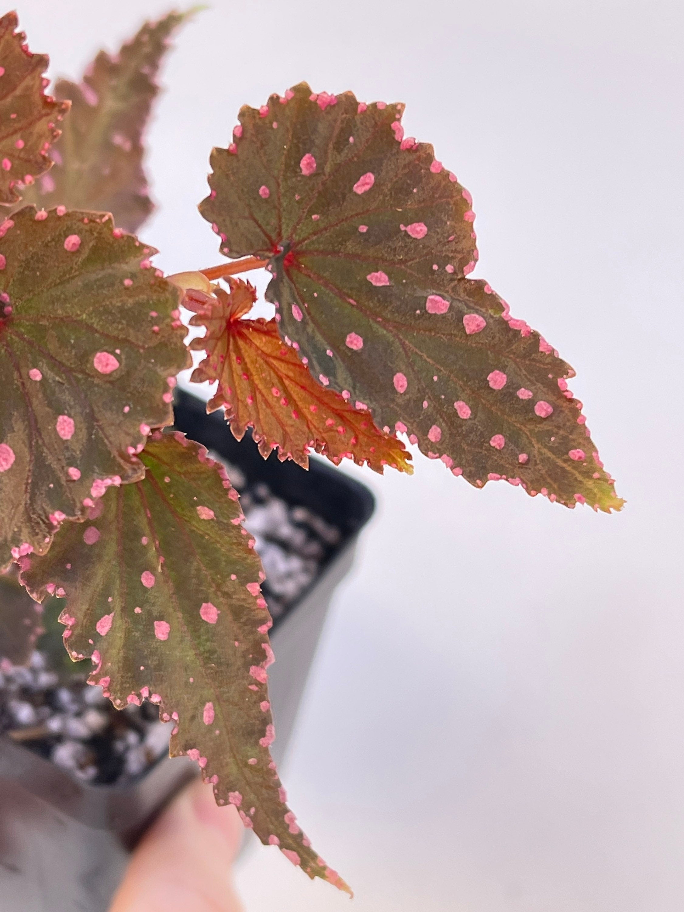 READY SOON Begonia sp. gracilicyma