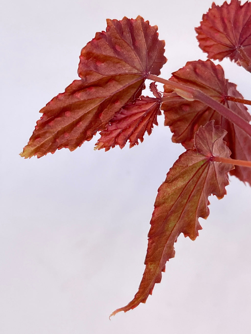 READY SOON Begonia sp. gracilicyma