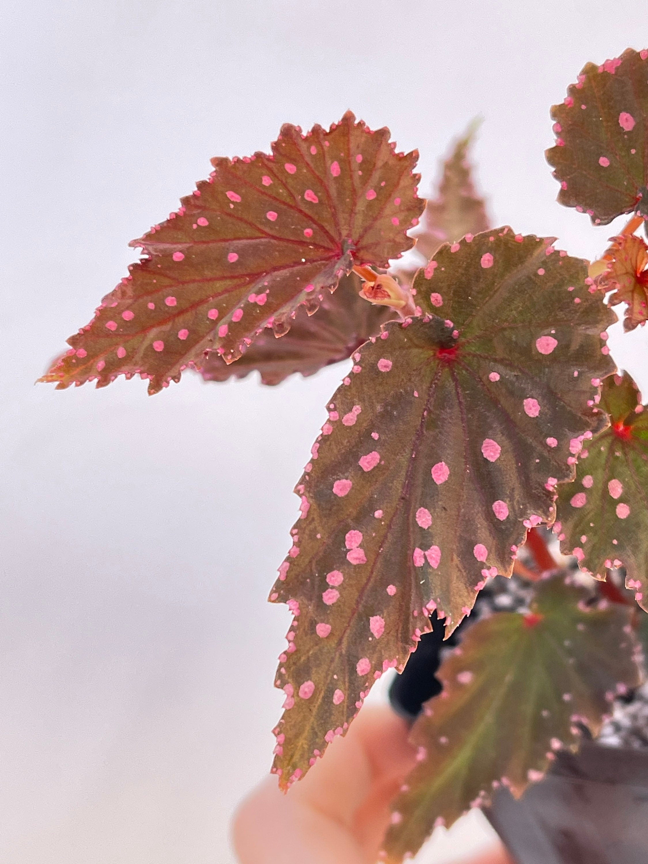 READY SOON Begonia sp. gracilicyma