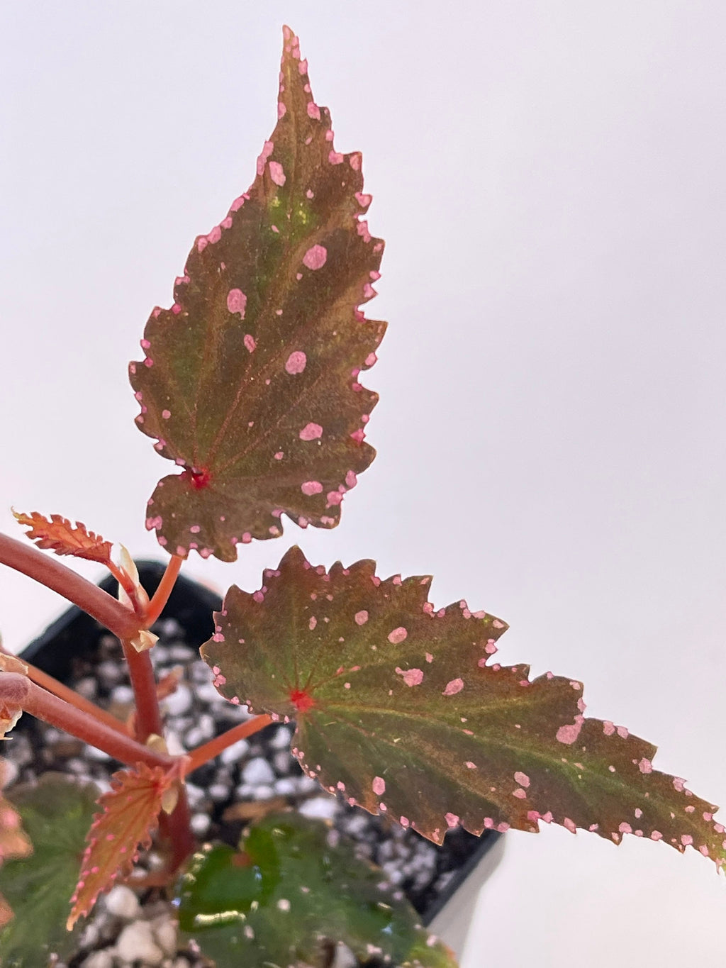 READY SOON Begonia sp. gracilicyma