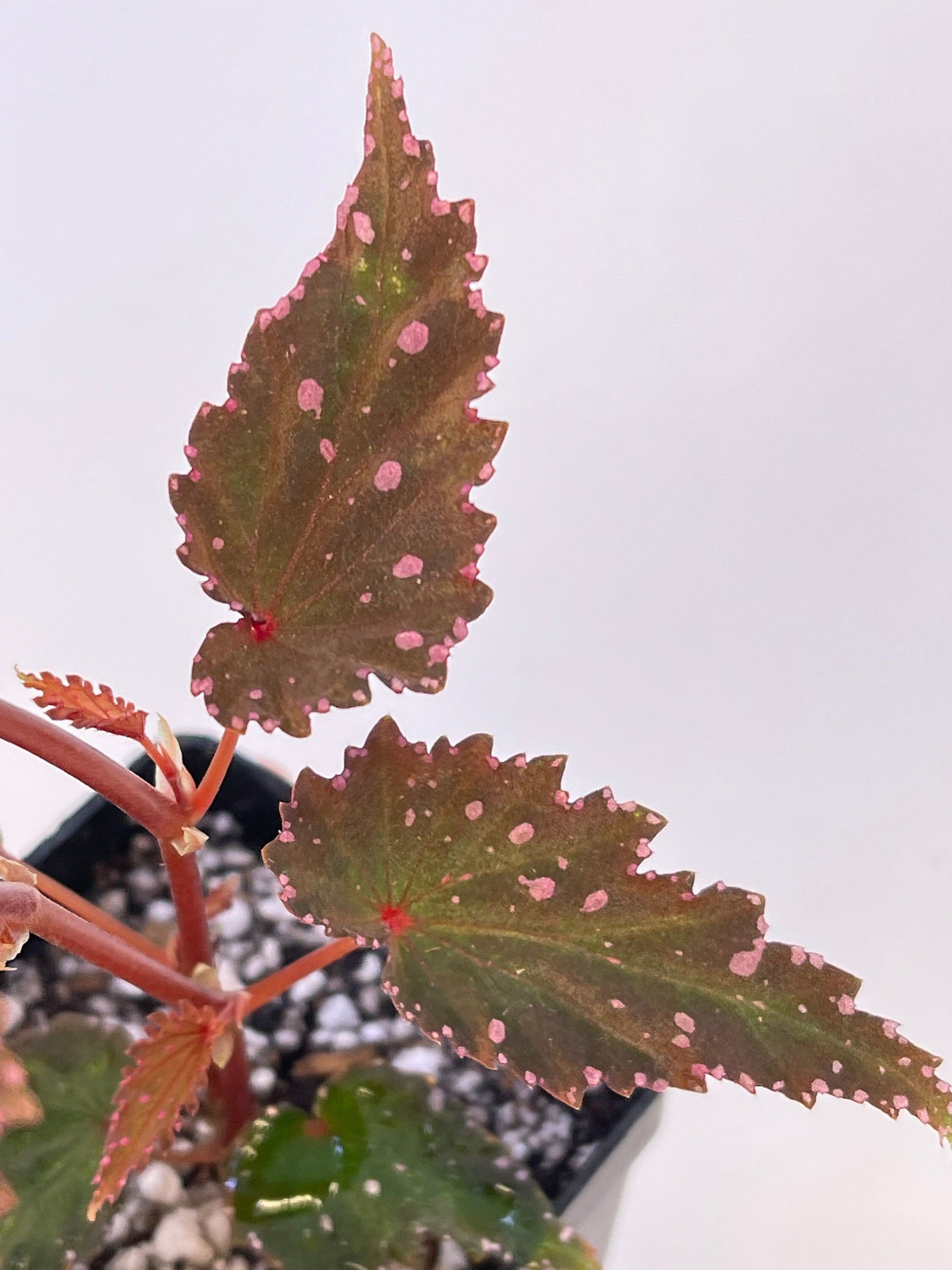 Begonia sp. gracilicyma