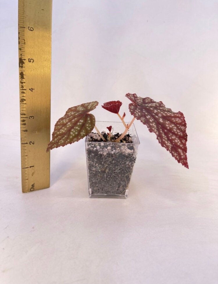 Begonia Botanicaz 45 V.2 (Can acclimate to house conditions)
