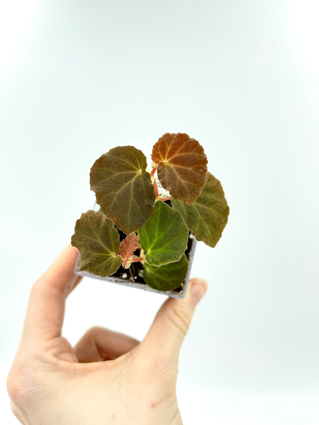 Begonia Botanicaz 40 V.1