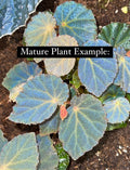 Begonia Botanicaz 40 V.1