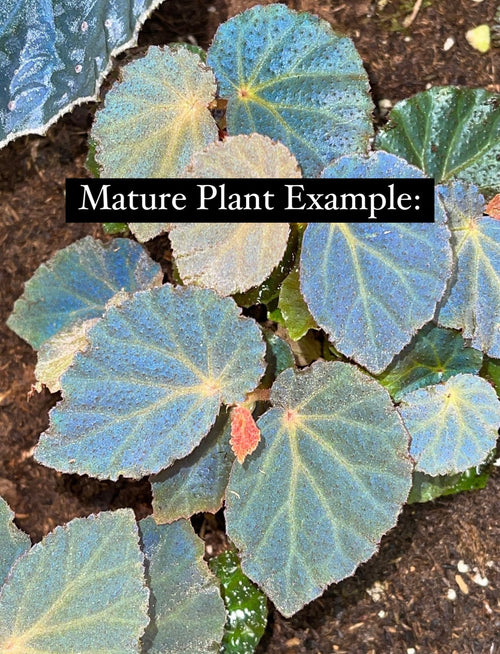 Begonia Botanicaz 40 V.1