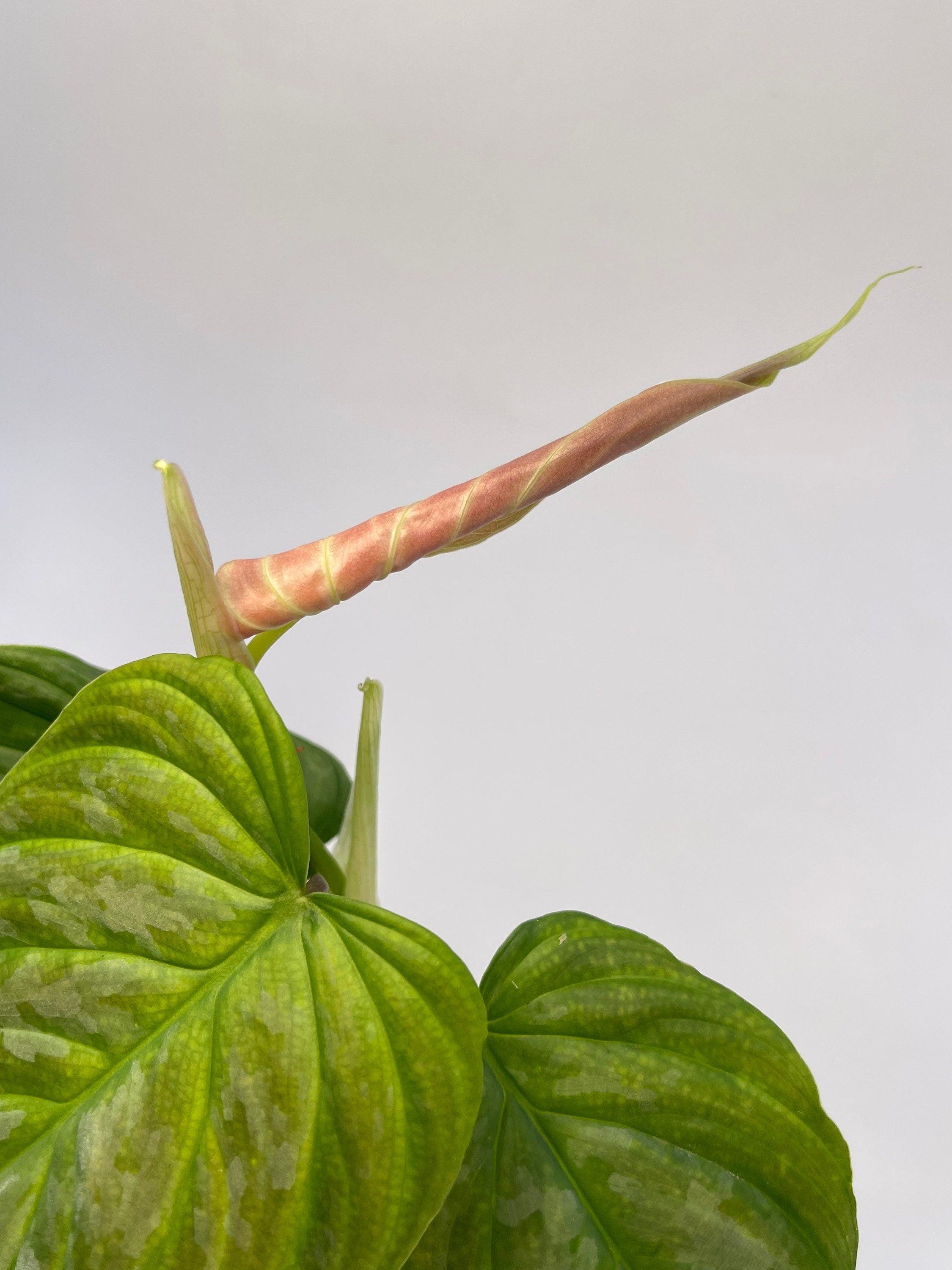 Philodendron ‘Majestic’ (Can acclimate to house conditions)