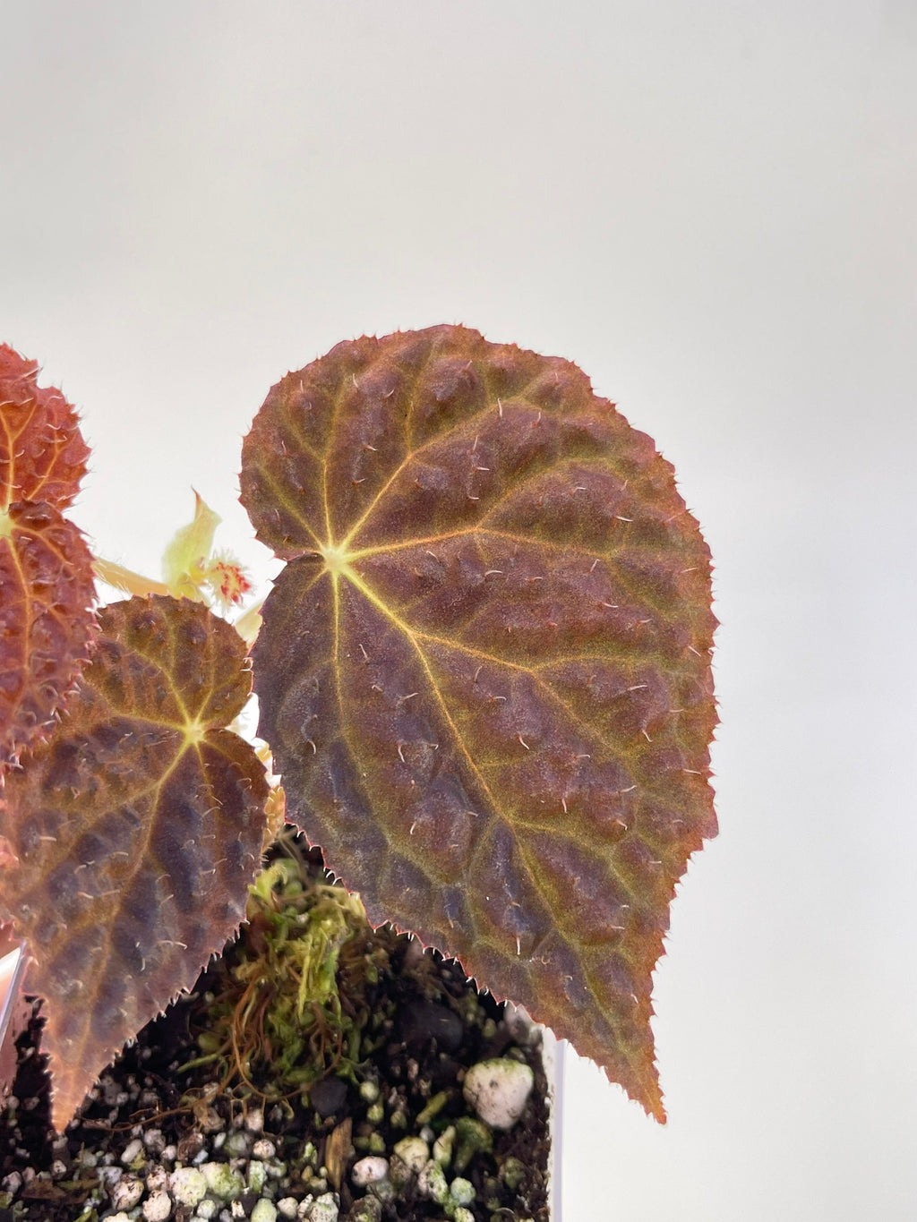 Begonia ‘Ruby Dragon’