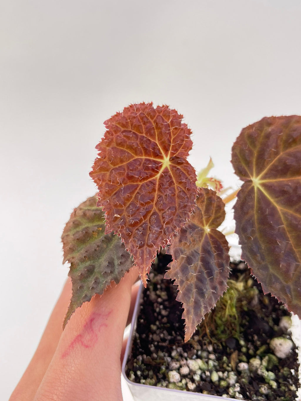 Begonia ‘Ruby Dragon’