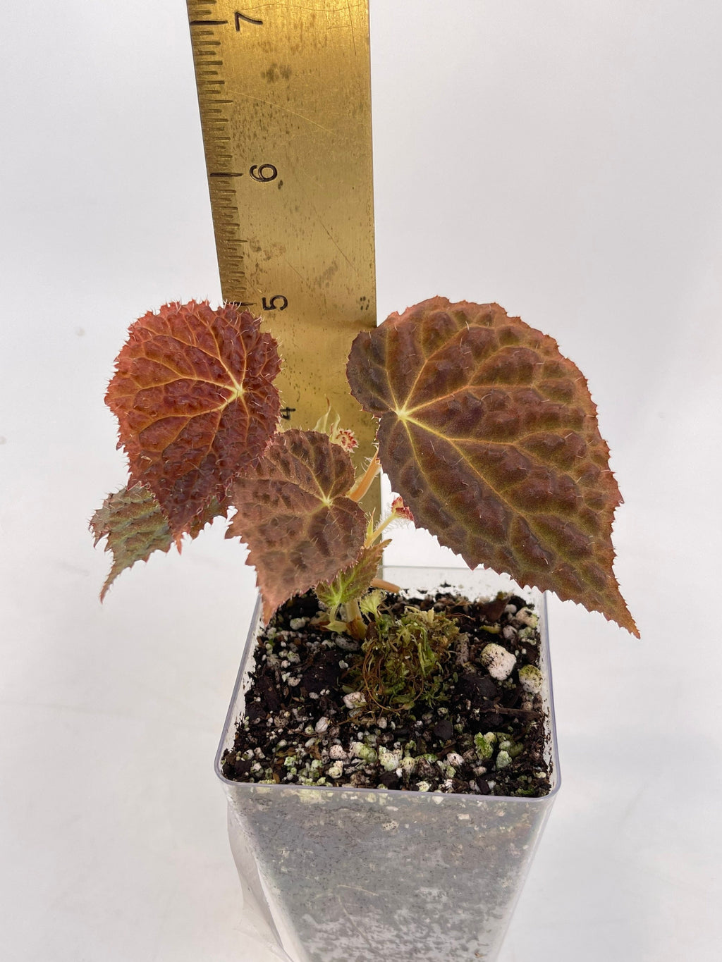 Begonia ‘Ruby Dragon’