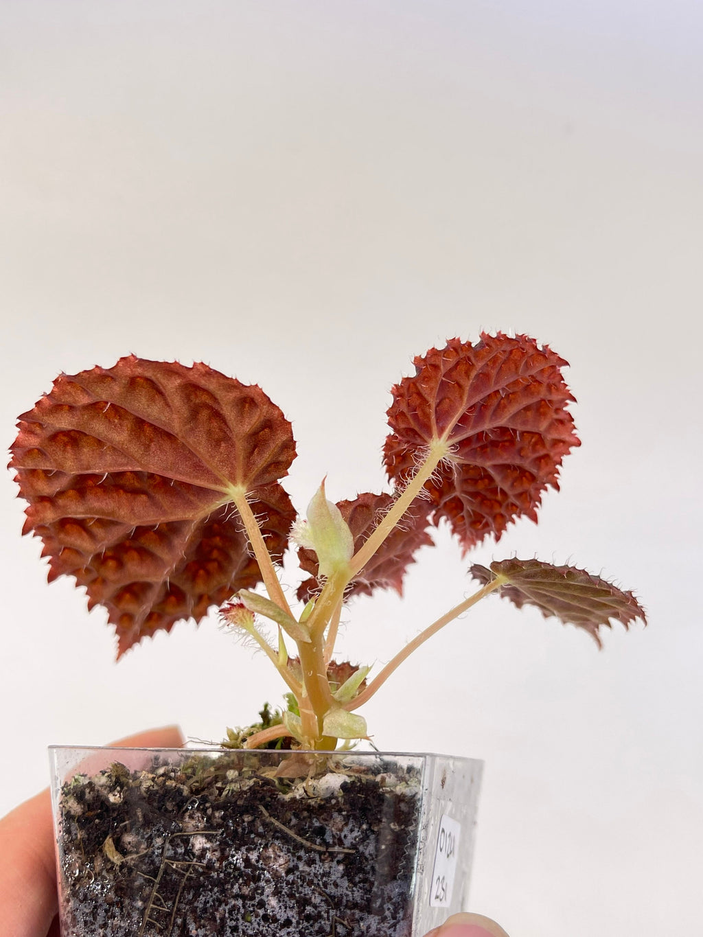 Begonia ‘Ruby Dragon’