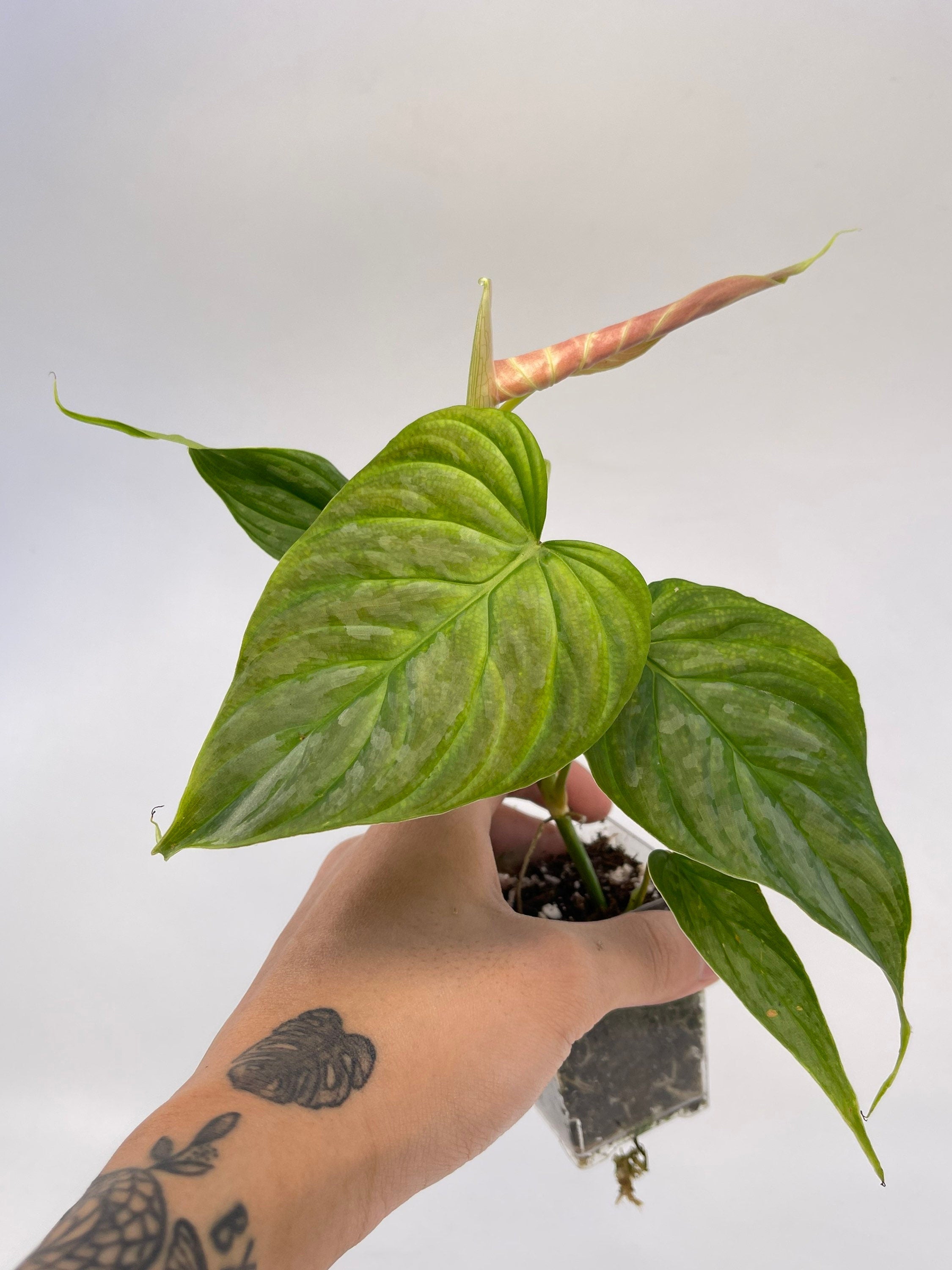 Philodendron ‘Majestic’ (Can acclimate to house conditions)